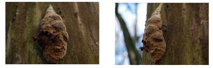 Valt dit onder de paddenstoelen?